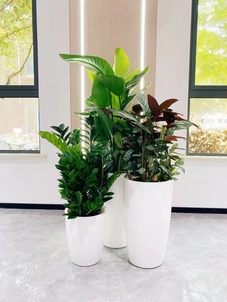 快来了解宁波盆景出租，装点您的世界！